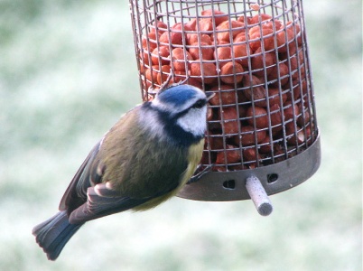 blue tit (Cyanistes caeruleus) Kenneth Noble